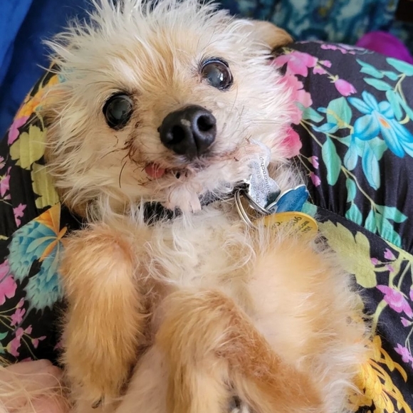 Purchases fund Rizzo's medical care - Picture 3 of 5